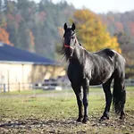 Stajnia Lipnik Agroturystyka 农家乐 卡迪尼