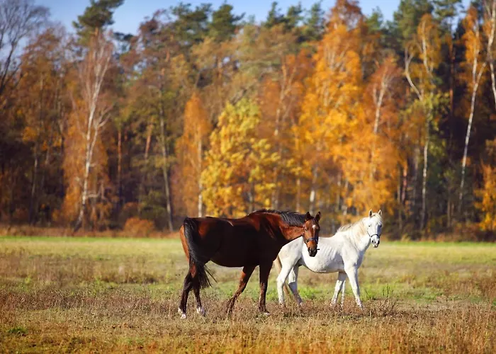 Stajnia Lipnik Agroturystyka