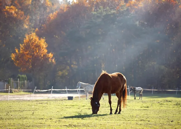 Stajnia Lipnik Agroturystyka Фермерский дом