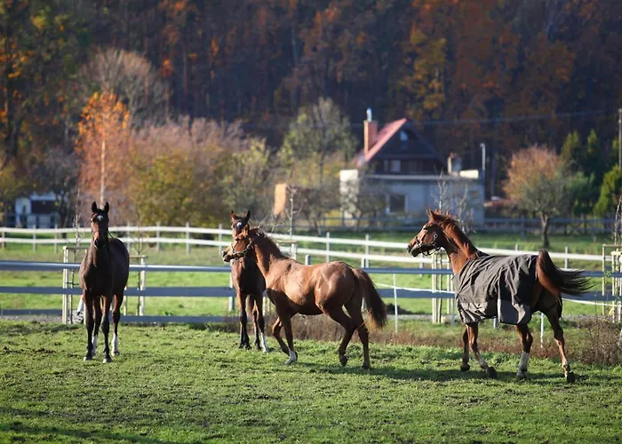 Stajnia Lipnik Agroturystyka Фермерский дом
